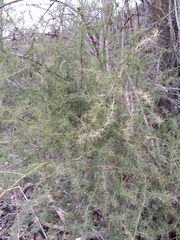 Asparagus acutifolius