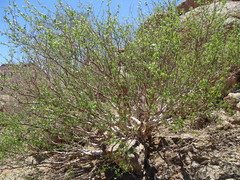 Commiphora virgata