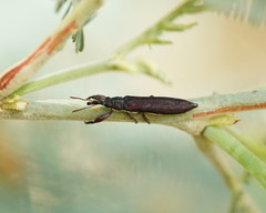 Rhinotia phoenicoptera