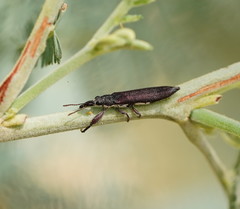 Rhinotia phoenicoptera
