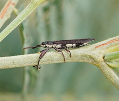 Rhinotia phoenicoptera