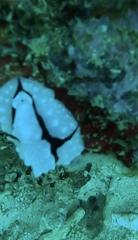 Phyllidiopsis shireenae