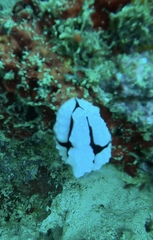 Phyllidiopsis shireenae