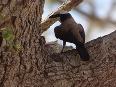 Eurocephalus anguitimens
