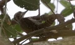 Chloropicus obsoletus