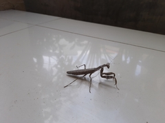 Pnigomantis medioconstricta