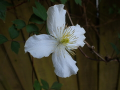 Clematis montana
