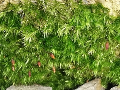 Rhynchostegiella tenella