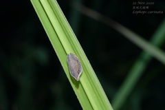 Lophops carinata