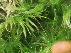 Rhynchostegiella tenella