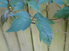 Clematis montana