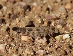 Spharagemon cristatum