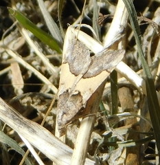 Frederickia hypaethrata