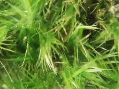 Rhynchostegiella tenella
