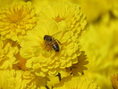 Apis mellifera