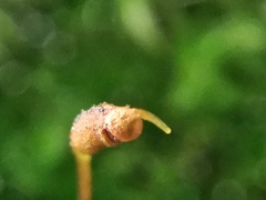 Rhynchostegiella tenella