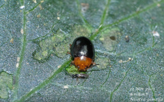 Nisotra gemella