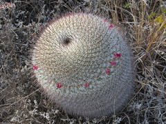 Mammillaria haageana