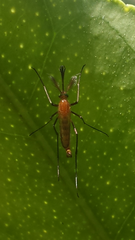 Coquillettidia xanthogaster