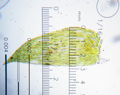 Plagiothecium laetum