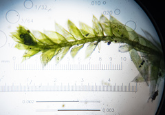 Plagiothecium laetum