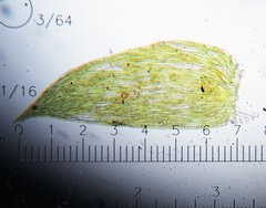 Plagiothecium laetum