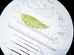 Plagiothecium laetum