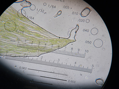 Plagiothecium laetum