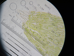 Plagiothecium laetum