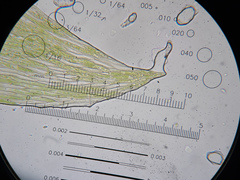 Plagiothecium laetum