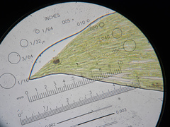 Plagiothecium laetum