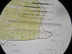 Plagiothecium laetum