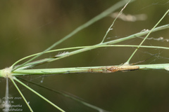 Tetragnatha mandibulata