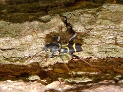 Xylotrechus antilope
