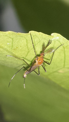 Coquillettidia xanthogaster