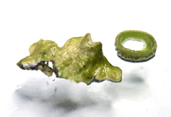 Melanohalea septentrionalis