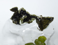 Melanohalea septentrionalis