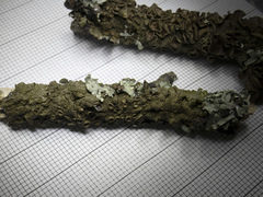 Melanohalea septentrionalis