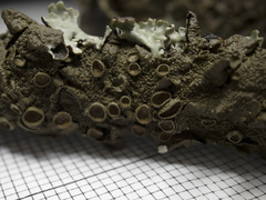 Melanohalea septentrionalis