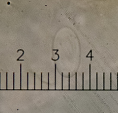 Melanohalea septentrionalis