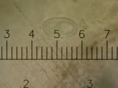 Melanohalea septentrionalis