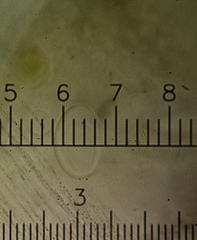 Melanohalea septentrionalis