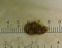 Melanohalea septentrionalis