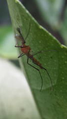 Coquillettidia xanthogaster