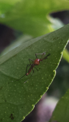 Coquillettidia xanthogaster