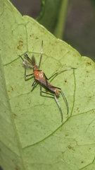 Coquillettidia xanthogaster