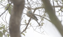 Cinnyris pulchellus pulchellus