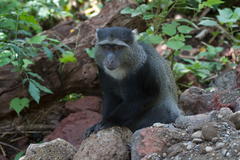 Cercopithecus mitis manyaraensis