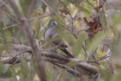 Turtur abyssinicus