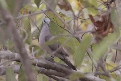 Turtur abyssinicus